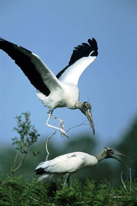 Wood Stork, Pinckney Island NWR, SC | An endangered wood sto… | Flickr