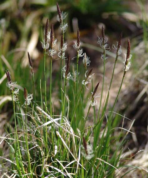 Carex pensylvanica | Pennsylvania Sedge | Wholesale Perennials | Bareroot