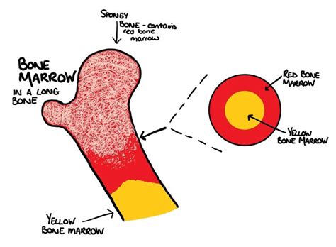 What is the difference between red and yellow bone marrow? | Centre of the Cell