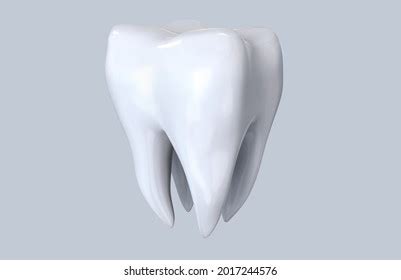 3d Tooth Anatomy Rendering Dental Stock Illustration 2017244576 | Shutterstock