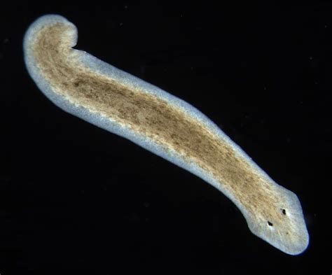 In this article we look at research with planarian worm regeneration and how it could lead to ...