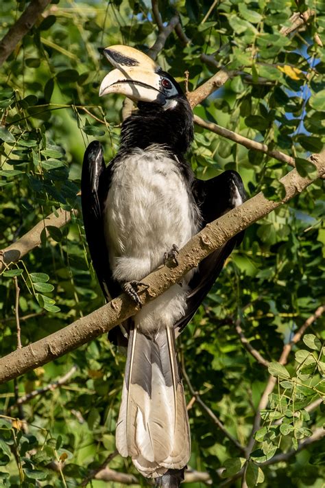 Oriental pied hornbills - Ray Brown Wildlife Photography | Ray Brown Wildlife Photography