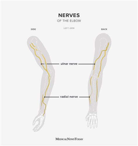 Elbow joint: Pain, joint type, anatomy, and more