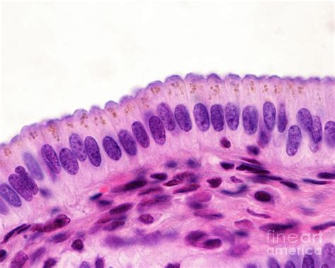 Simple Columnar Epithelium Photograph by Jose Calvo / Science Photo ...