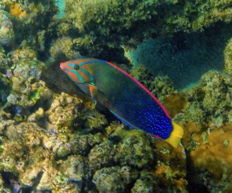 Snorkeling in Kapalua Bay, Maui | Snorkeling in Hawaii