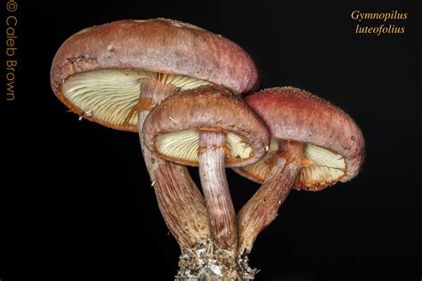 Psilocybe silvatica - Mushroom Hunting and Identification - Shroomery ...