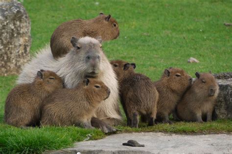 Family Of Capybaras Make Surprise Visit To Factory In Brazil - The Dodo