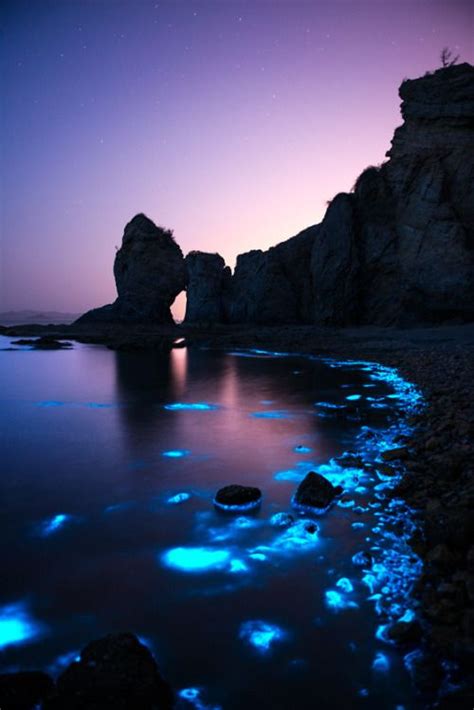 Collected Images — ponderation: Fluorescent sea night by Shanye... | Nature photography ...