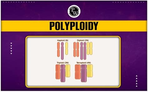 Polyploidy - Meaning, Types, Plants, Animals And Aneuploidy