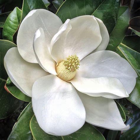 Southern Magnolia flower - Magnolia grandiflora - 20130112 | Night ...