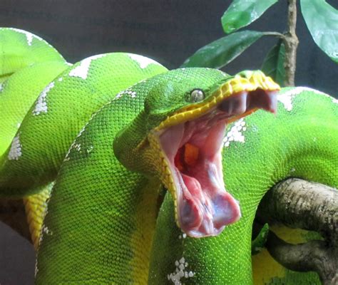 Green Tree Python Bite