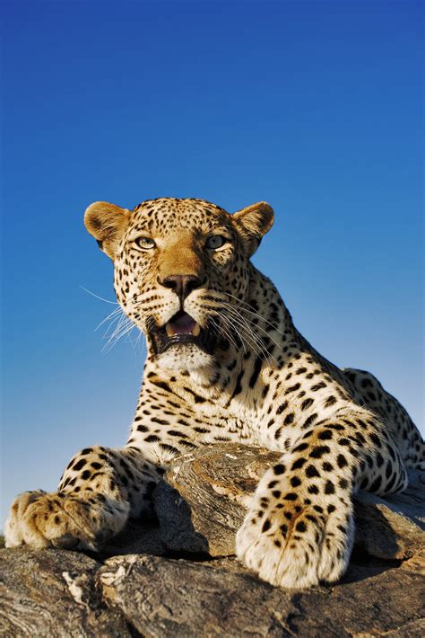 Namibia Wildlife Sanctuary - The Mighty Roar