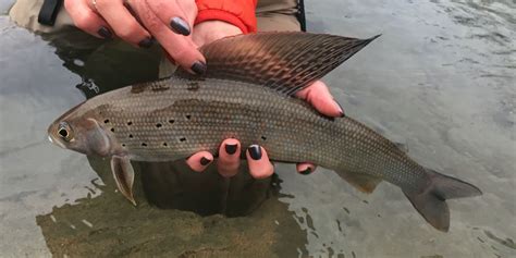 Fly Fishing for Arctic Grayling