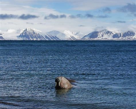 Wild walrus colony at Prins Karls Forland - Erratic engineeress