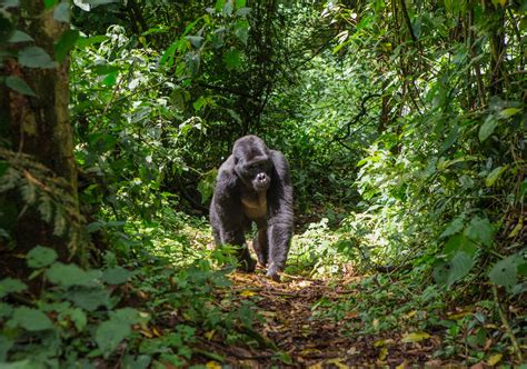 Forest animal populations have dropped by half in the last 50 years ...