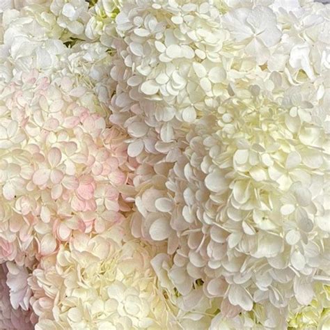 White Hydrangea Bouquet | Fabulous Flowers and Gfits