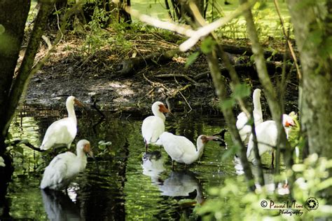 Cedar Island National Wildlife Refuge, a North Carolina National ...