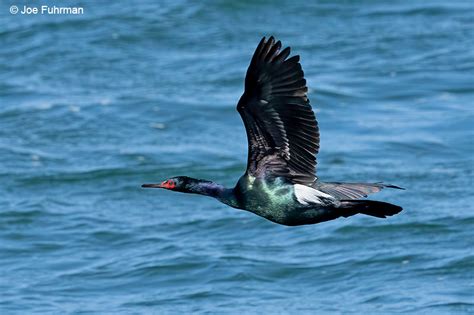 Pelagic Cormorant – Joe Fuhrman Photography