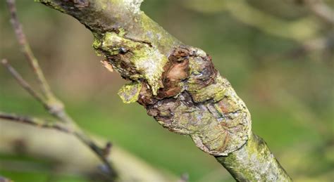 Canker Disease: What You Need To Know - Titan Tree Care