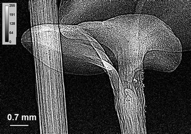 X ray microscope - Alchetron, The Free Social Encyclopedia