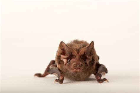 A critically endangered Florida bonneted bat (Eumops floridanus ...