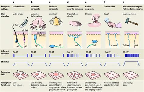 Sensory Receptors Types And Functions