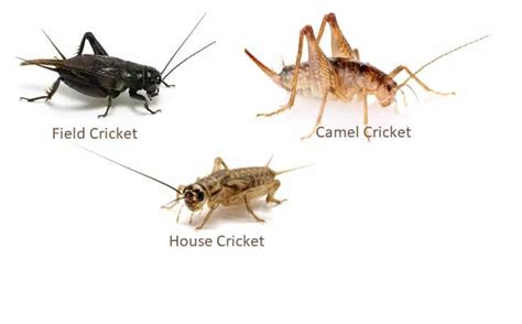 Cricket Pest Control | Pest Control