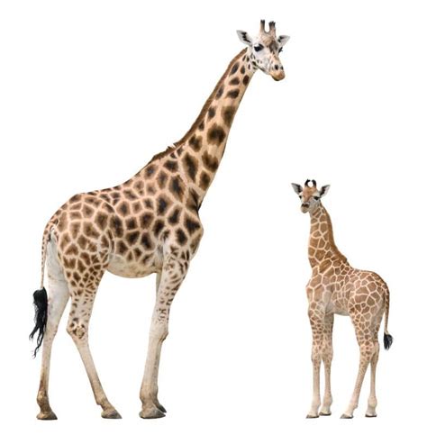 Giraffe Mother And Calf | Giraffe Facts and Information