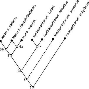 The cladogram of hominid phylogenetic relationships as analyzed and ...