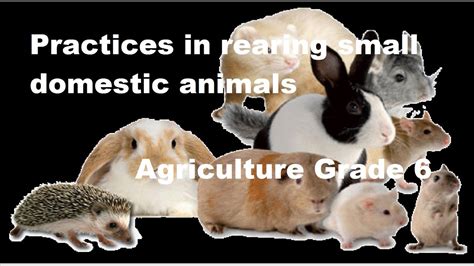 Practices in rearing small domestic animals//Agriculture Grade 6 – KeyPetCare.com