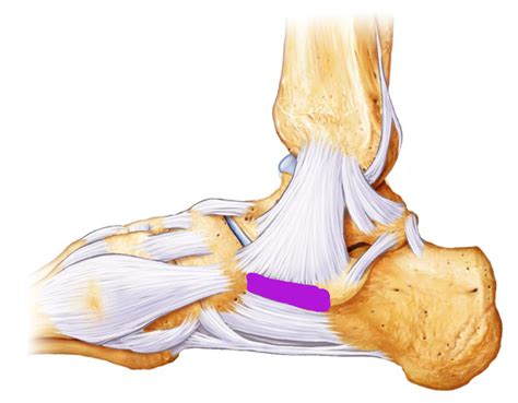 Level 8 - Ankle and Foot - Limb anatomy - Memrise