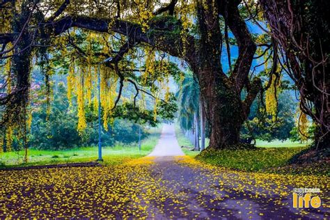 University of Peradeniya | Beautiful landscape photography, Beautiful islands, Beautiful landscapes