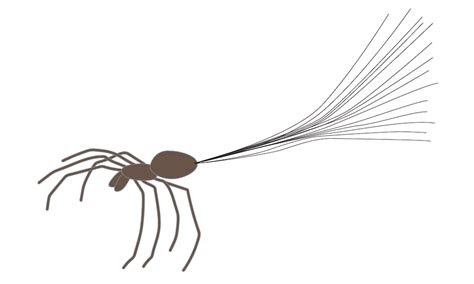 It’s a Bird, It’s a Plane, It’s…Gravity-Defying Spiders! | COMSOL Blog