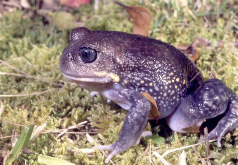 Giant Burrowing Frog - The Australian Museum