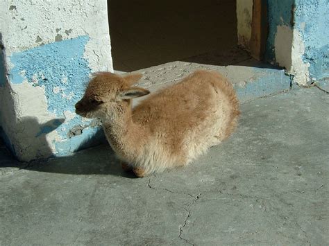 Baby Vicuna | This is a baby vicuña at Laguna Colorado, Boli… | Flickr