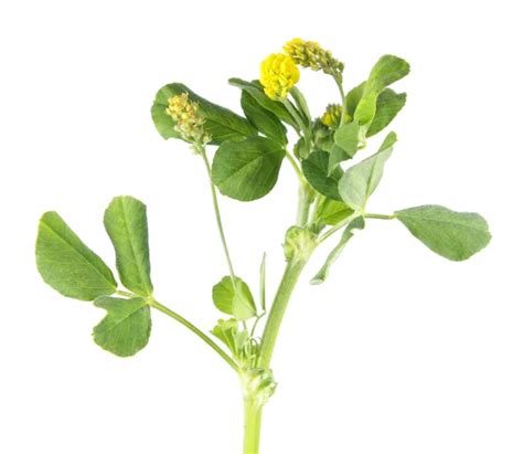 Common sowthistle (Sonchus oleraceus) isolated on white background ...