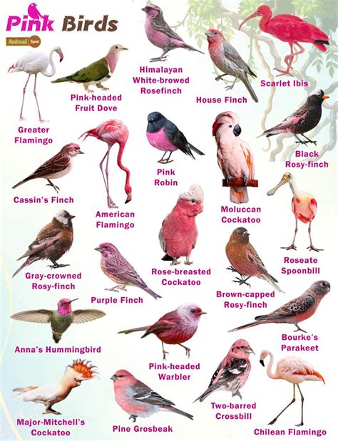 Pink Birds – Facts, List, Pictures