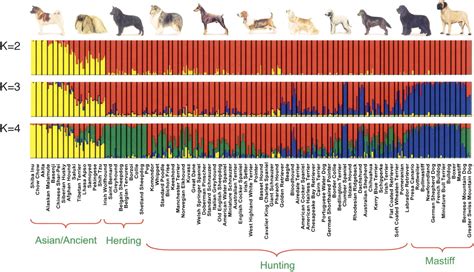 canine » Synapse | Boston University