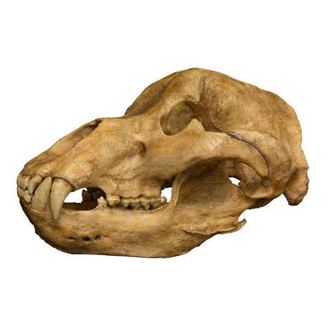 Replica Cave Bear Skull For Sale – Skulls Unlimited International, Inc.