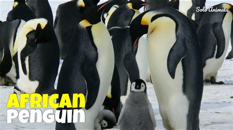 Cute Little Animals: African Penguin | Penguin Walking | Baby Penguin | Penguin Dance | Solo ...