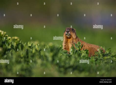 Bobak Marmot (Marmota bobak Stock Photo - Alamy