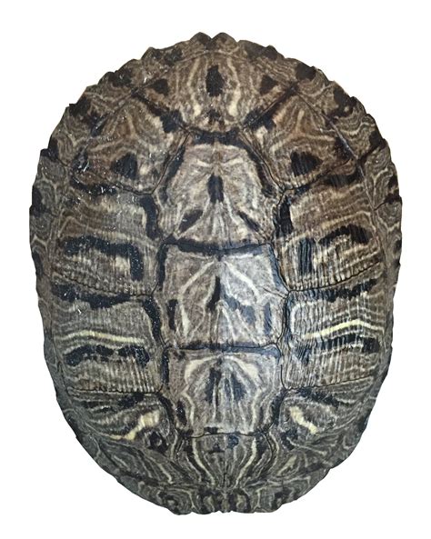 Pond Turtle Shell (7-8 inches) (Natural Bone Quality A) Red Eared Slider Real Turtle Shell ...