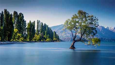 The famous Wanaka Tree at Lake Wanaka, Otago, New Zealand. [Desktop ...