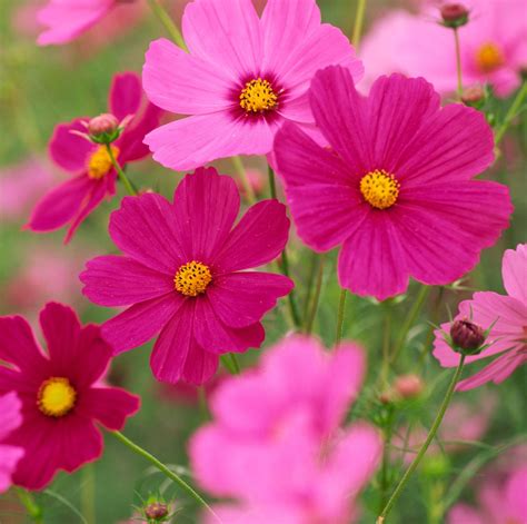 30 Best Summer Flowers - Beautiful Flowers That Bloom All Summer Cosmos ...