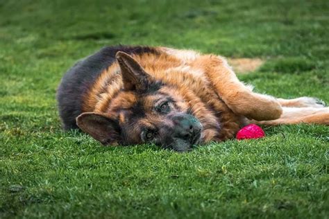 Why Is My German Shepherd Sleeping On Its Back? 4 Reasons!