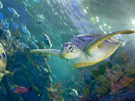 Aquarium at the Boardwalk - Home