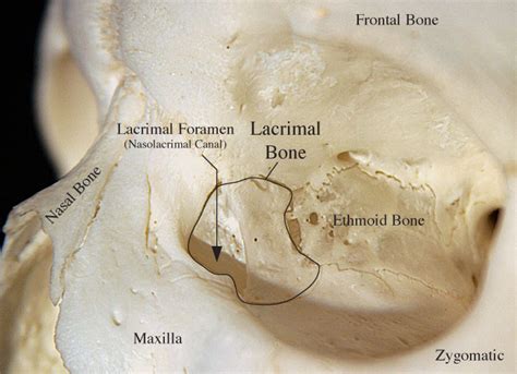 Lacrimal Bone