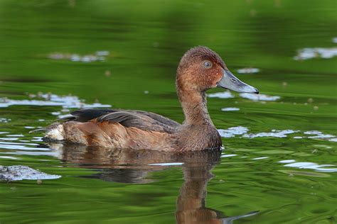 Ferruginous Duck photo ID guide - BirdGuides