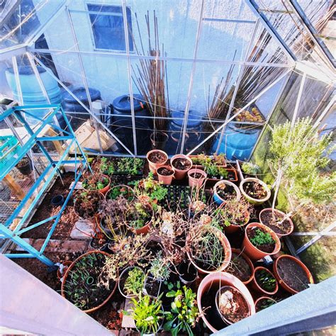 Ultimate Guide to Greenhouse Growing in Winter - Plants Craze