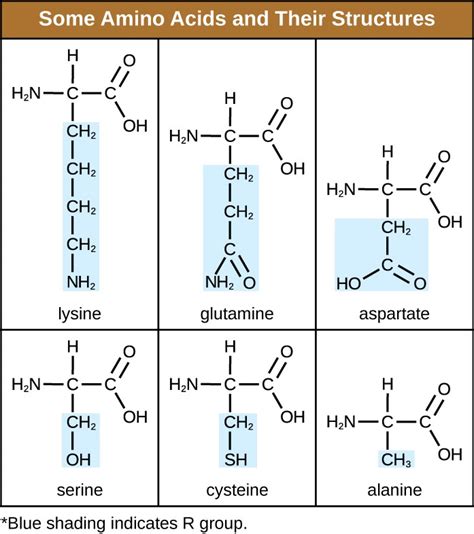 Describe the R Group of Amino Acids - EmersonkruwHaney